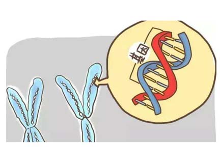 做美国试管为什么要检查染色体？必须检查么？